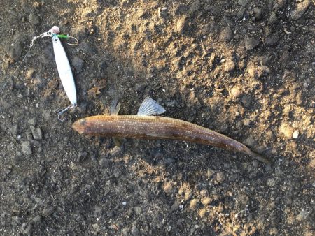 エソしかいません